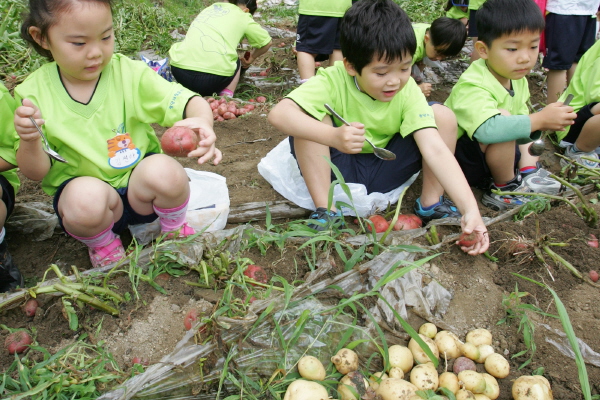 광철유 감자캐기체험